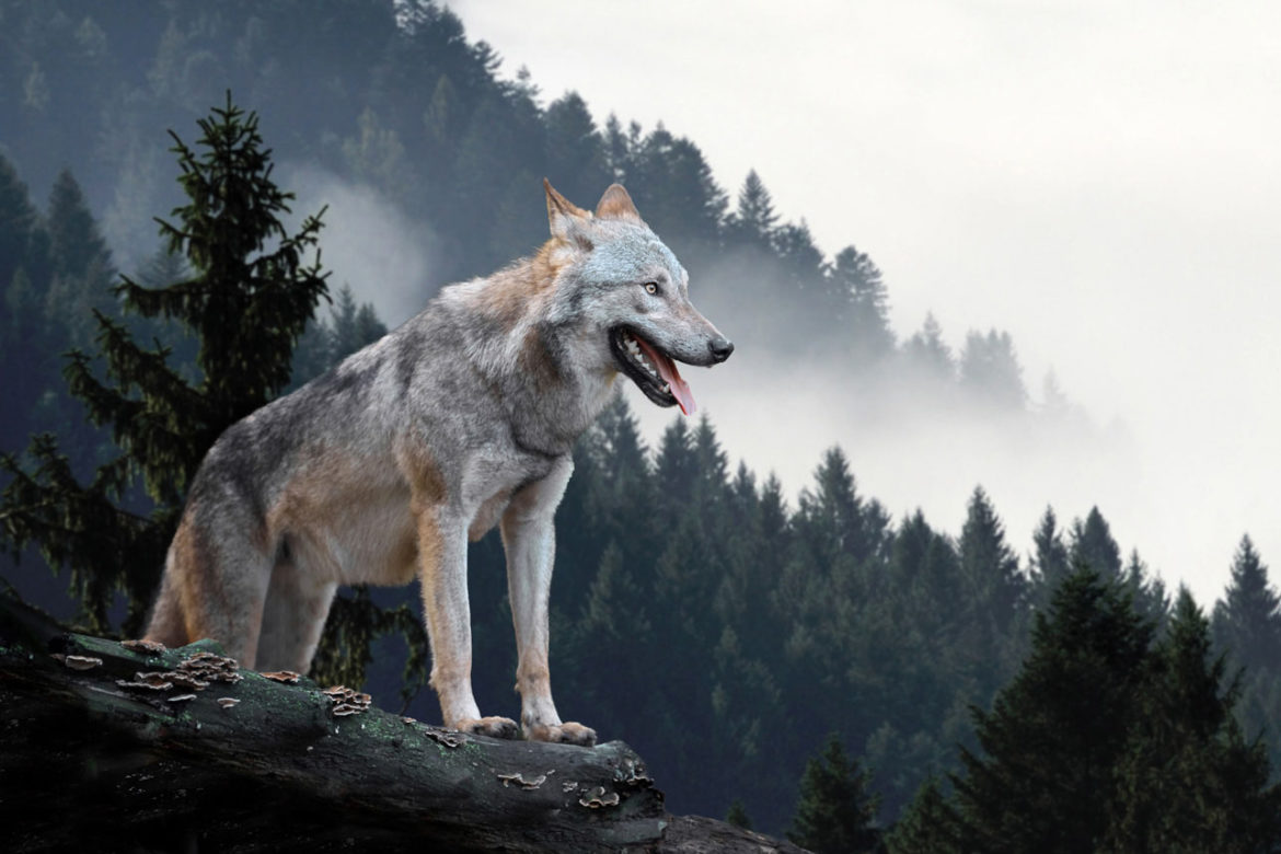 Wolf_klein