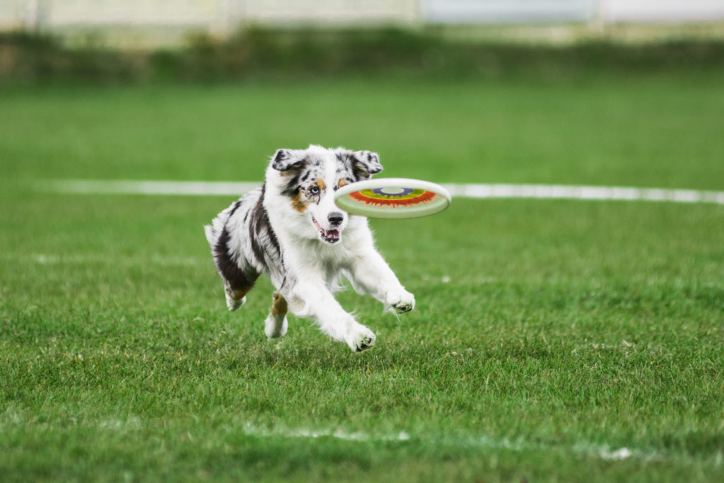 Australian Shepherd Beschäftigung