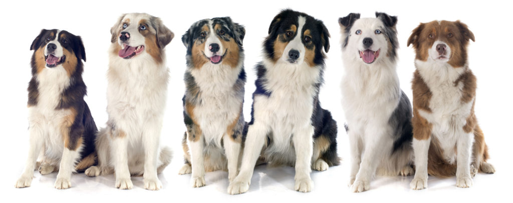 Australian Shepherd Fellfarben