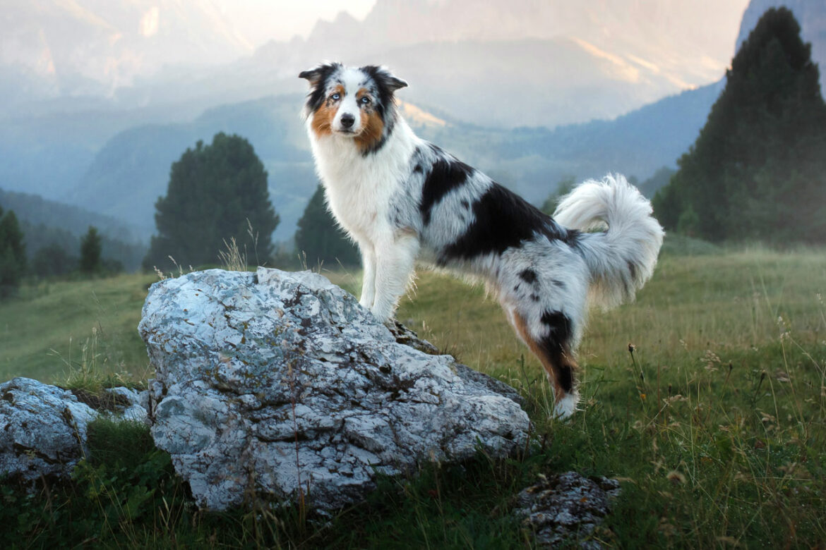 Australischer Schäferhund