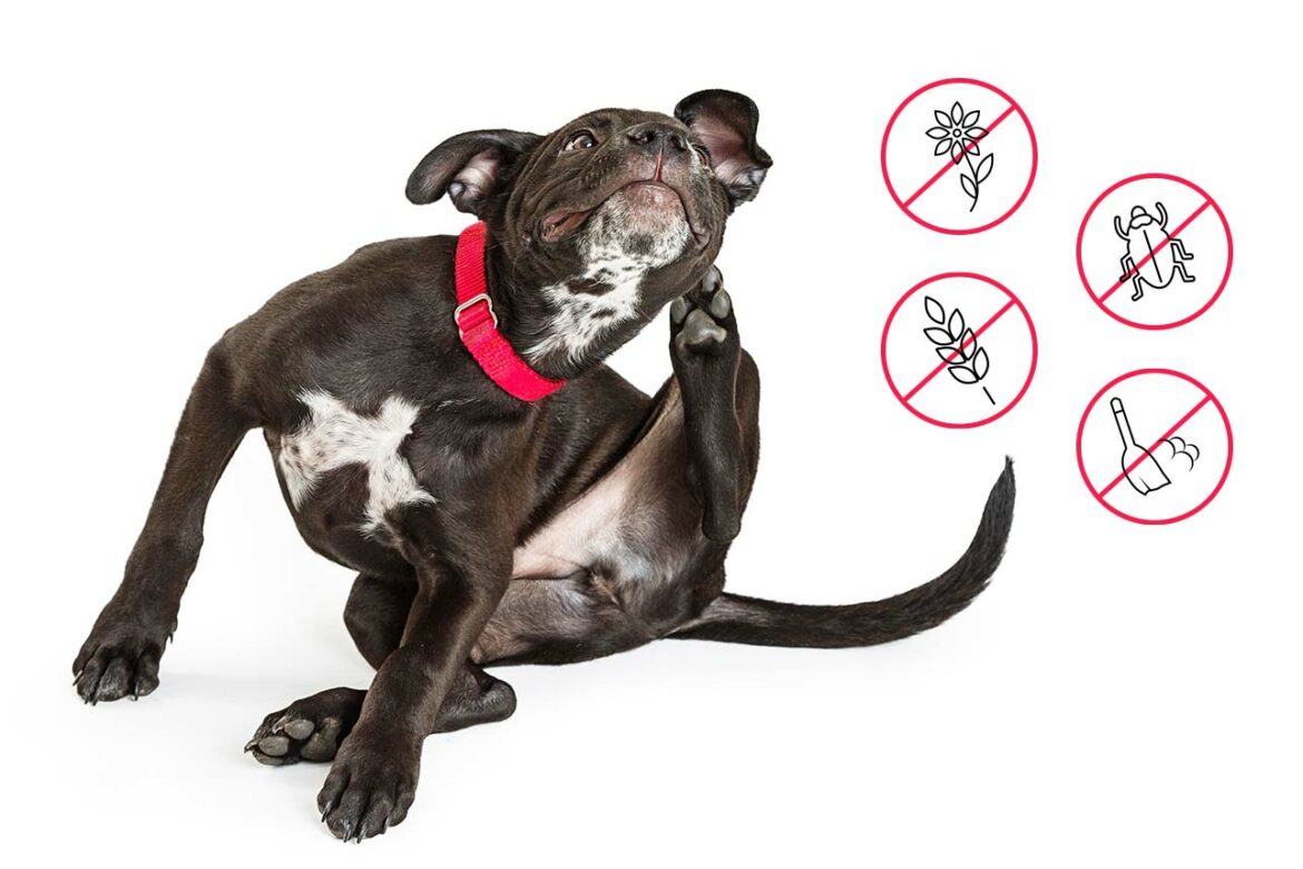 Allergien bei Hund & Katze | Frostfutter Perleberg