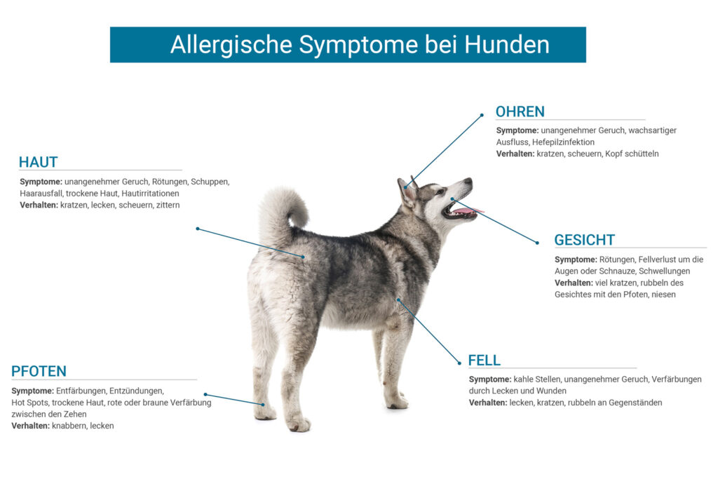 Allergische Symptome Hund | Frostfutter Perleberg