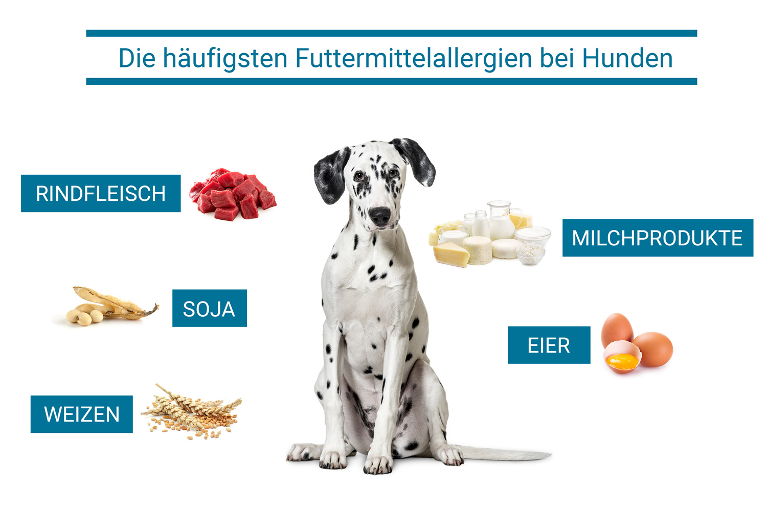 Futtermittelallergie Hund Pfoten