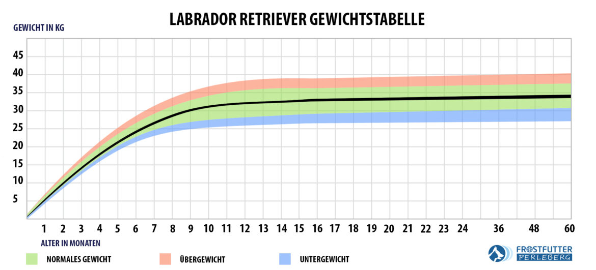 Labrador Retriever - Ernährung, Größe, Gewicht, Temperament & Mehr