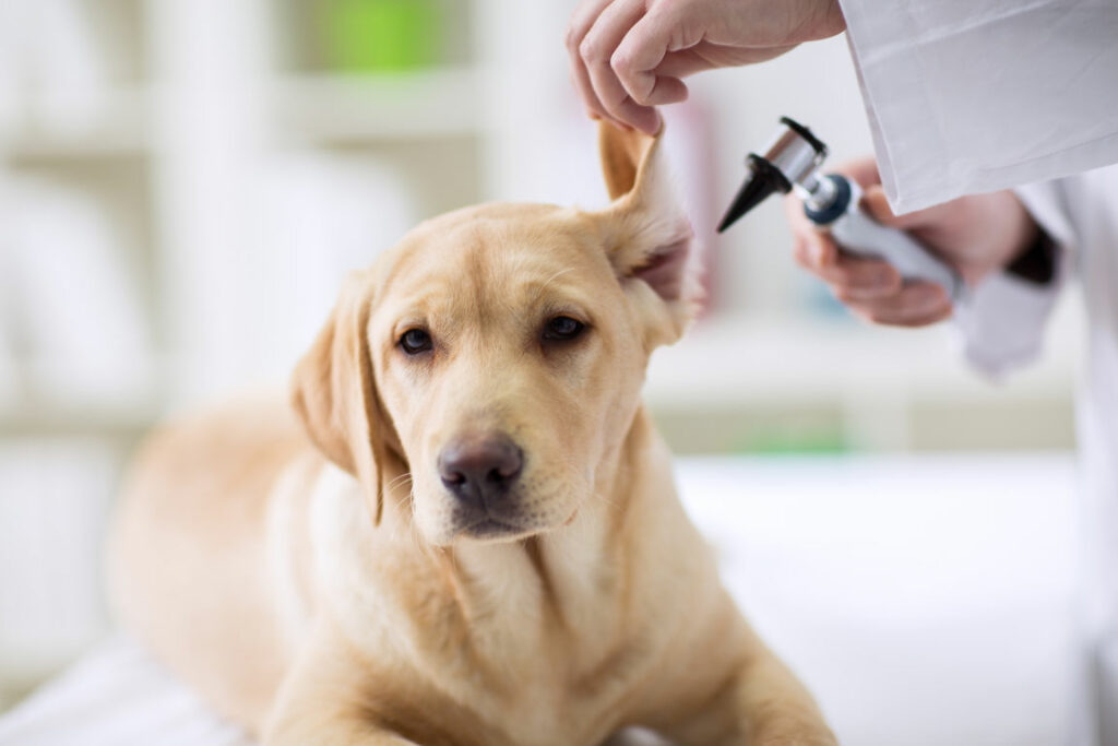 Auch bei einen Labrador Retriever ist eine regelmässige Ohrenpflege und Kontrolle wichtig!