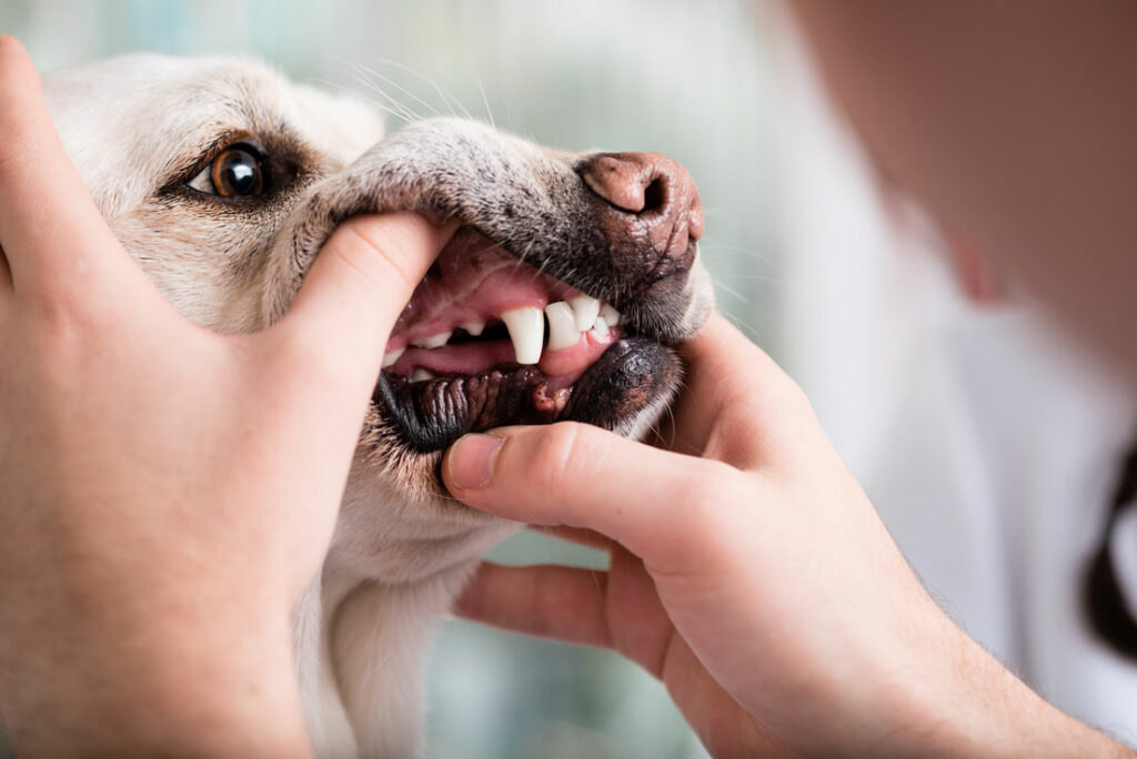 Kausnacks pflegen auf natürliche Weise Zähne und Zahnfleisch vom Labrador Retriever