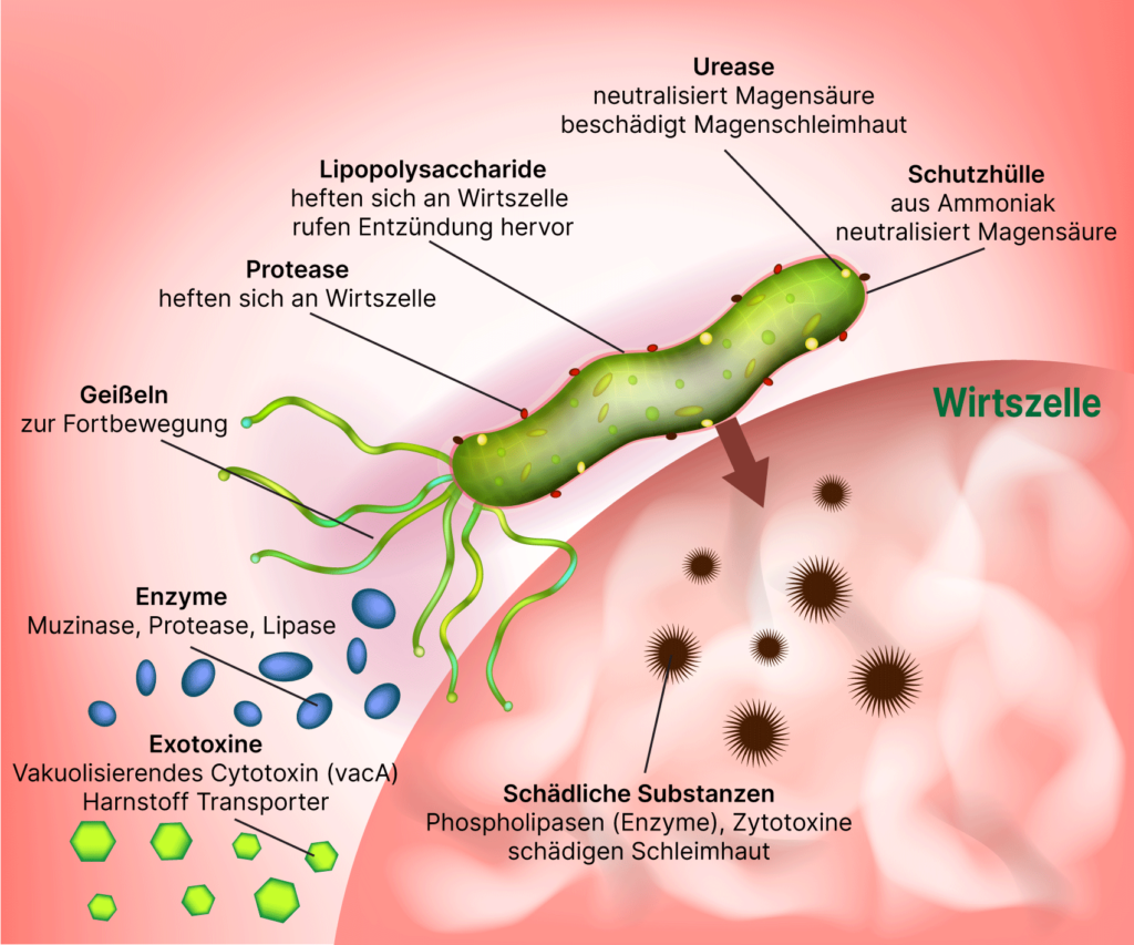 Helicobacter Pylori | Frostfuffer Perleberg