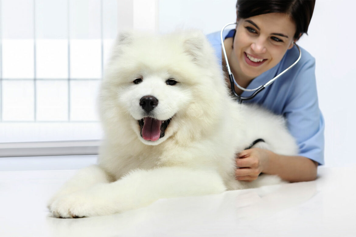 Hund mit Magen-Darm-Problemen