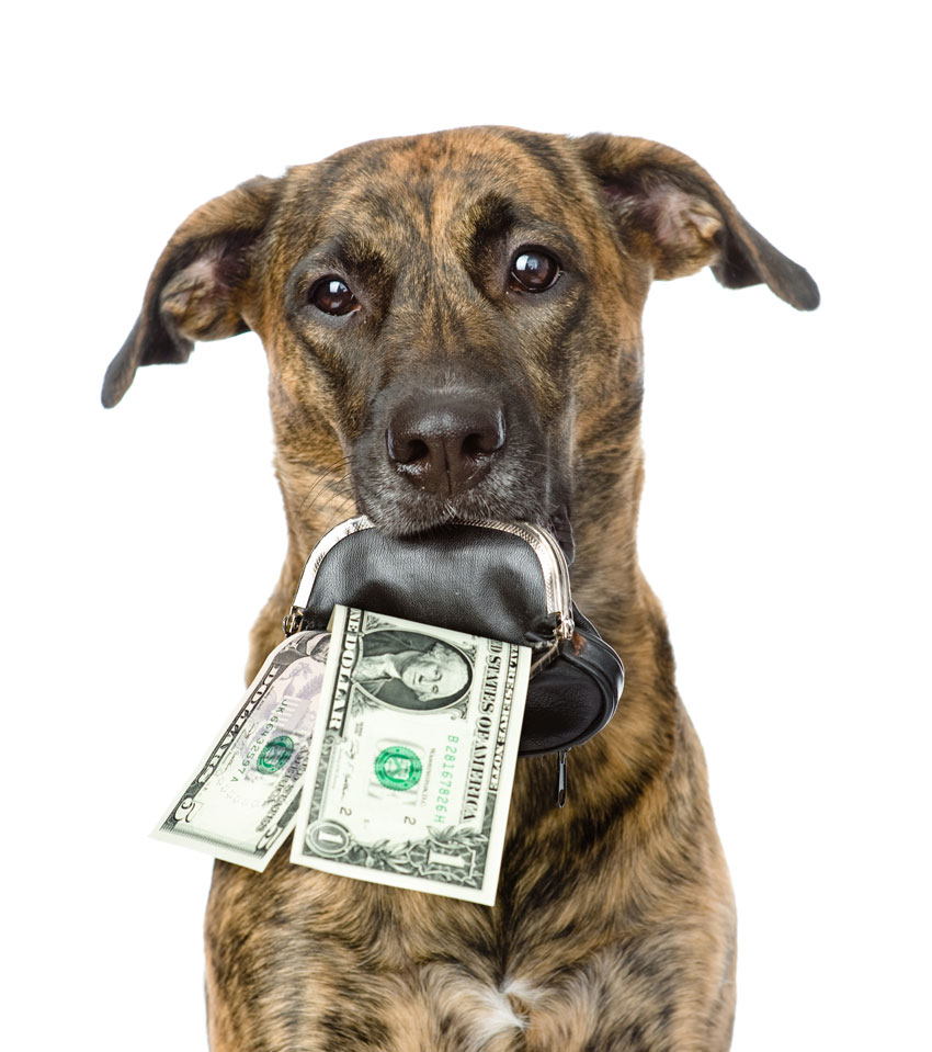Hund mit Geld | Frostfutter Perleberg