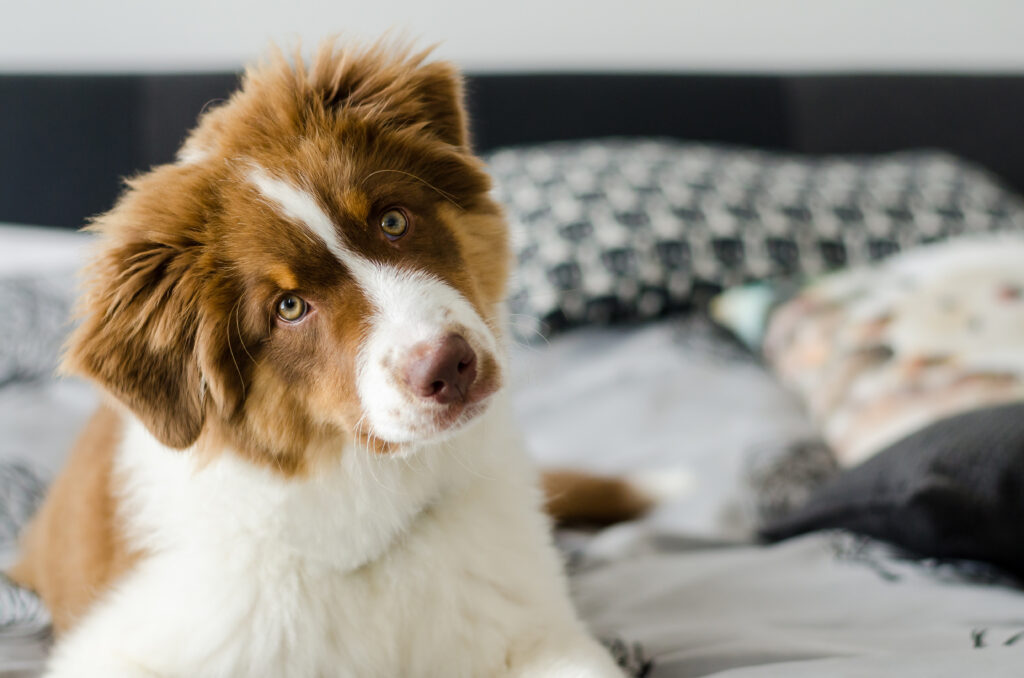 Australian Shepherd Lebenserwartung