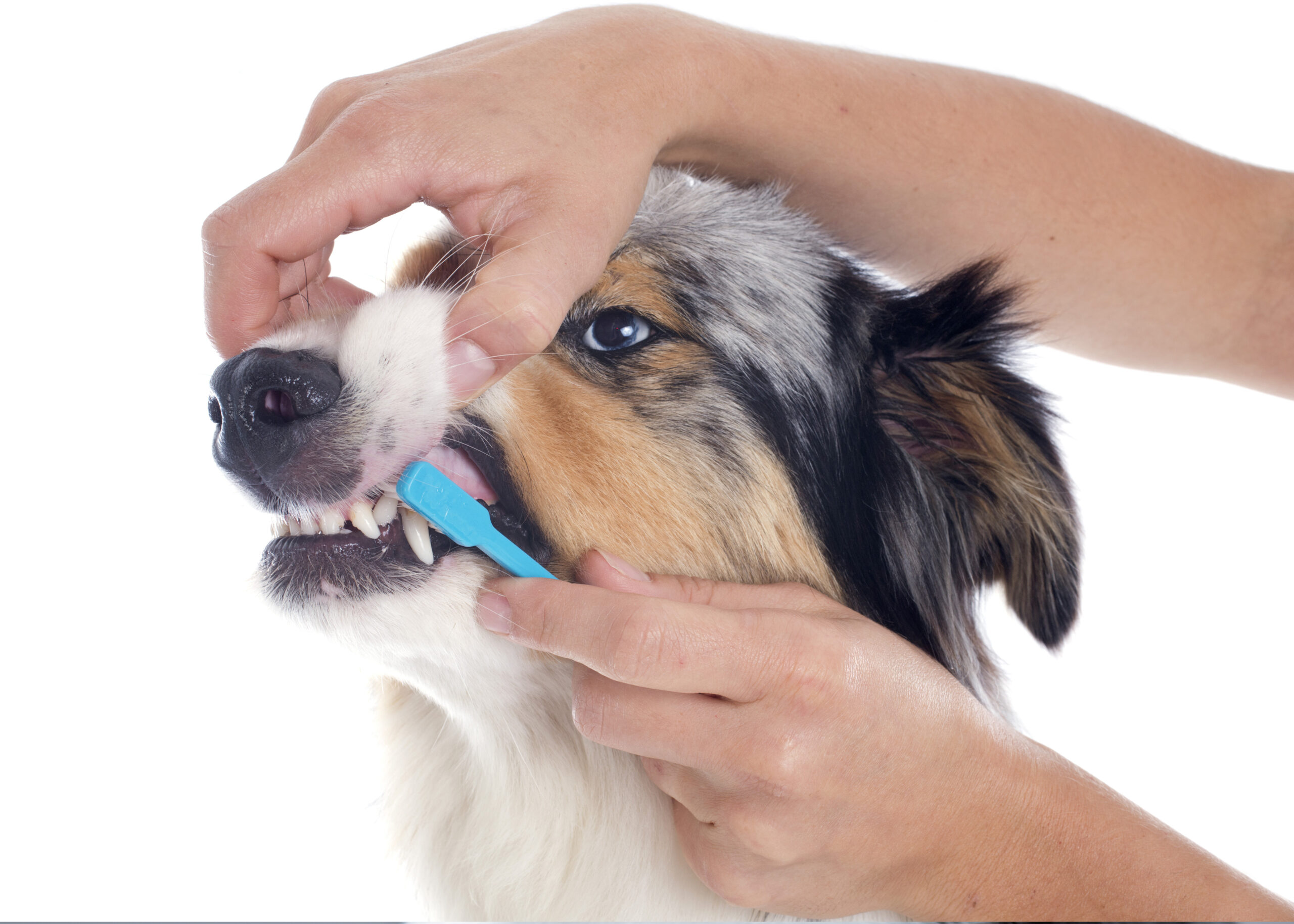 Australian Shepherd Zahnpflege