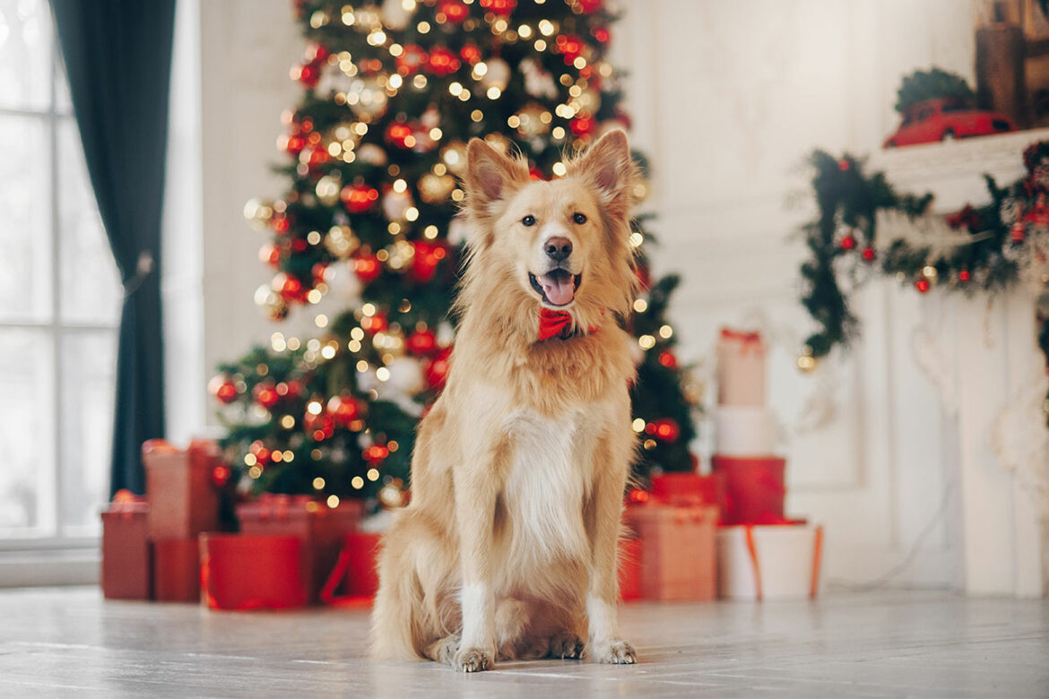 Weihnachten mit Hund