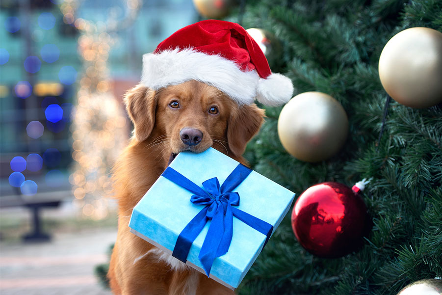Weihnachten mit Hund Geschenke