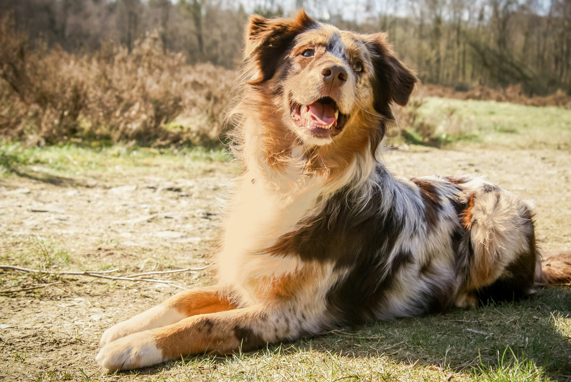 Australian Shepherd Farbe