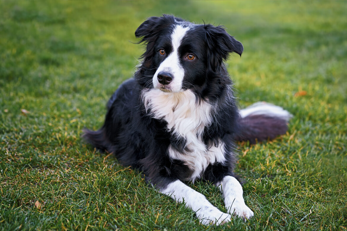 Border Collie Informationen