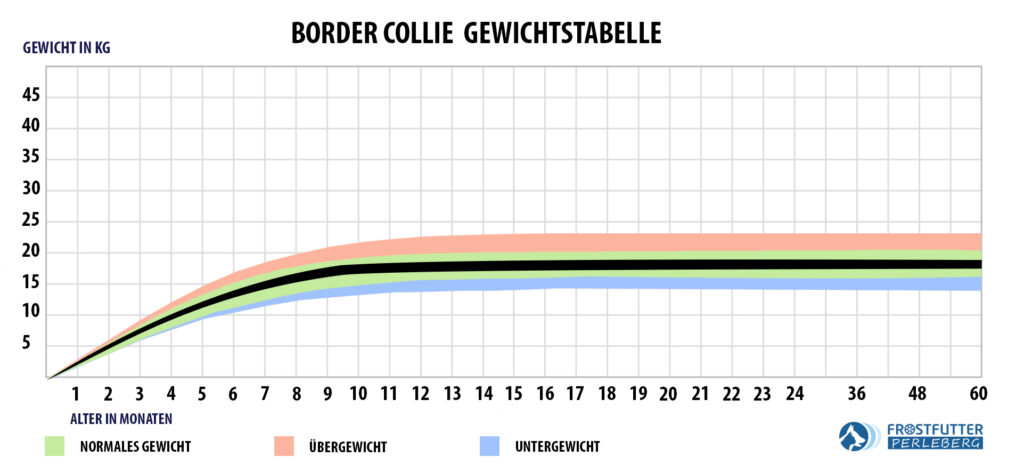 Border Collie Gewichtstabelle