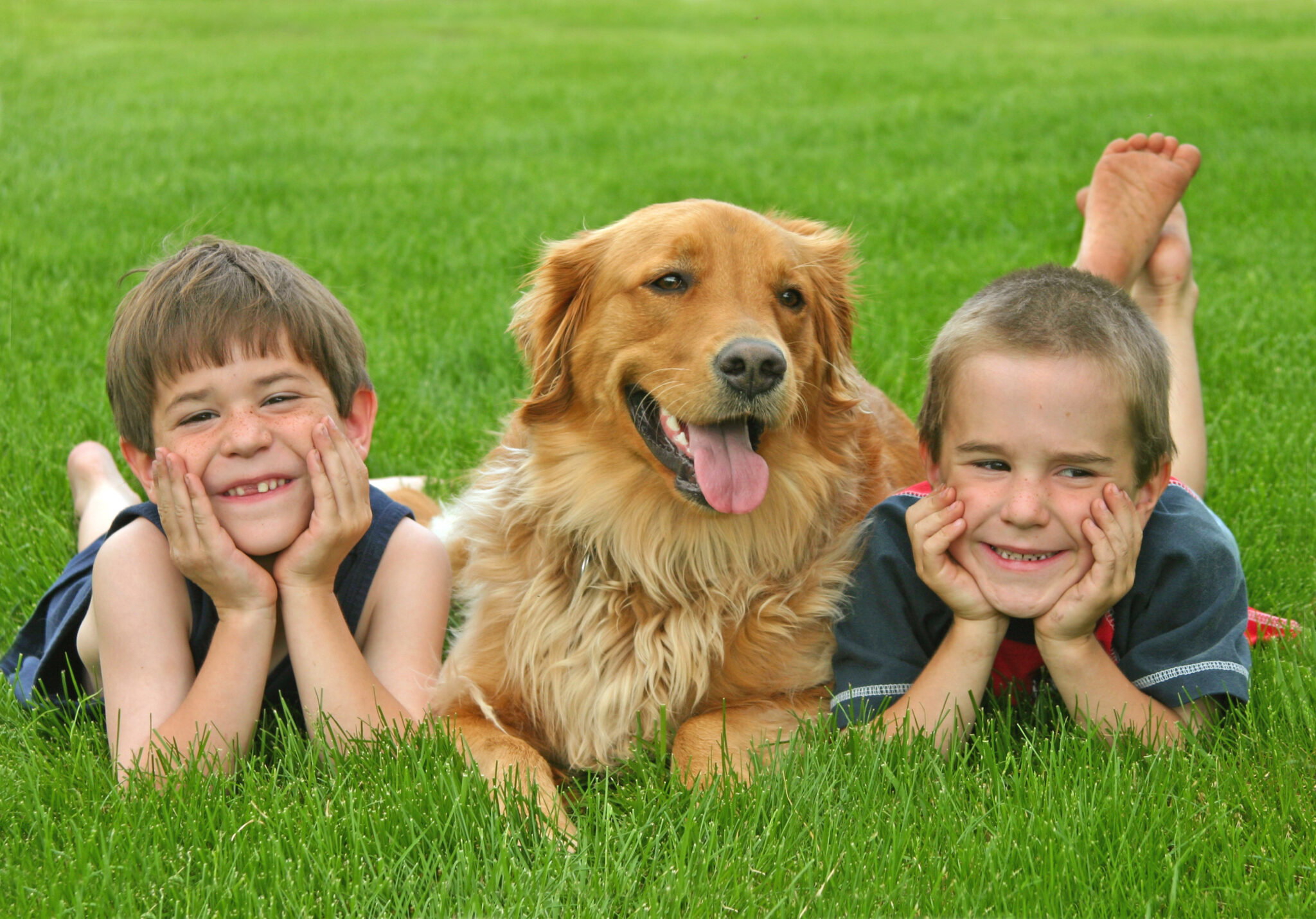 Der Golden Retriever, ein richtiger Familienhund
