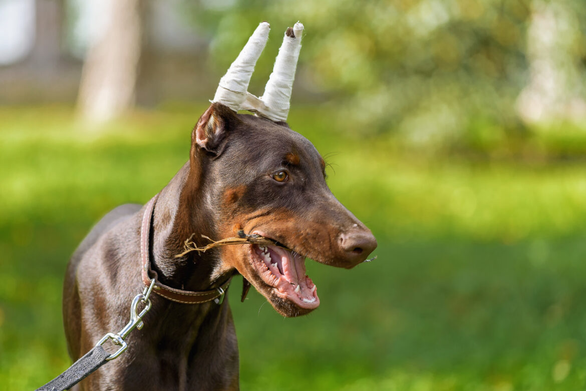 Dobermann Futtermenge Gr e Gewicht Temperament Mehr dobermann-futtermenge-gr-e-gewicht-temperament-mehr