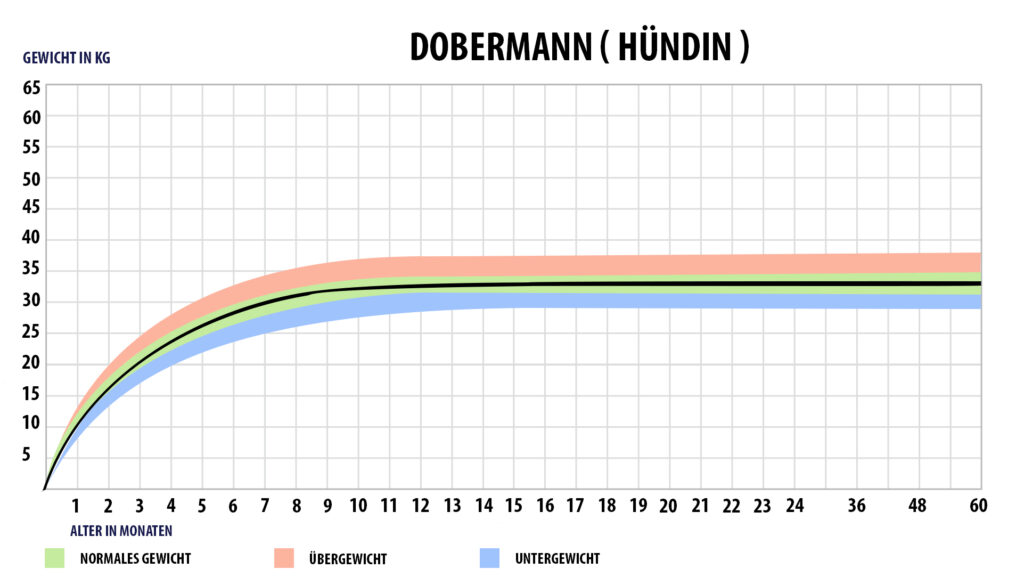 Gewichtstabelle Dobermann Hündin