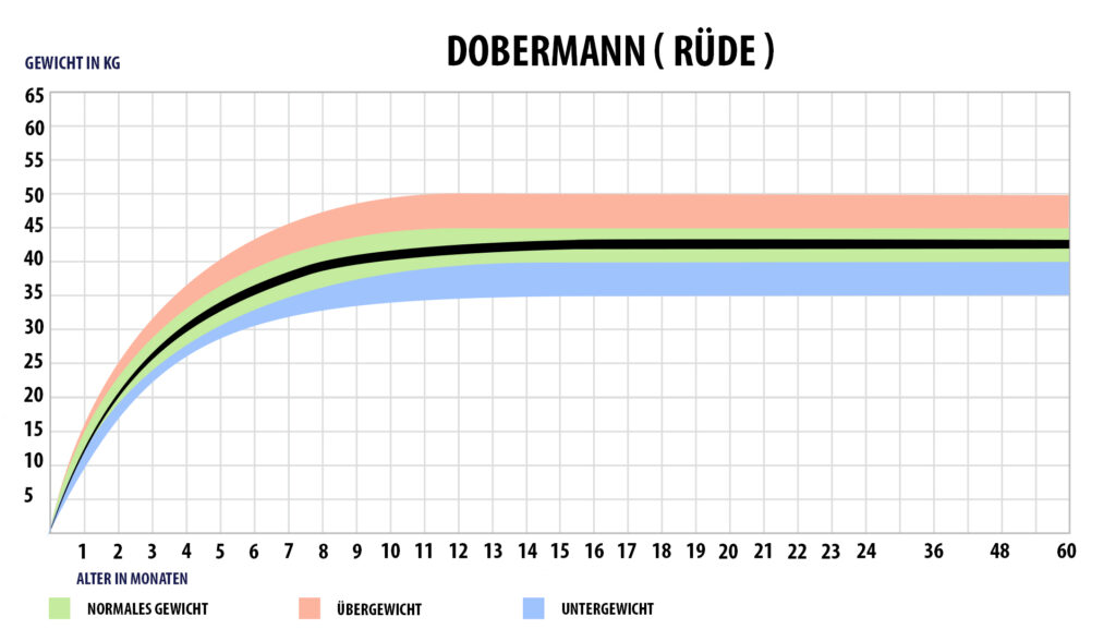 Gewichtstabelle Dobermann Rüde