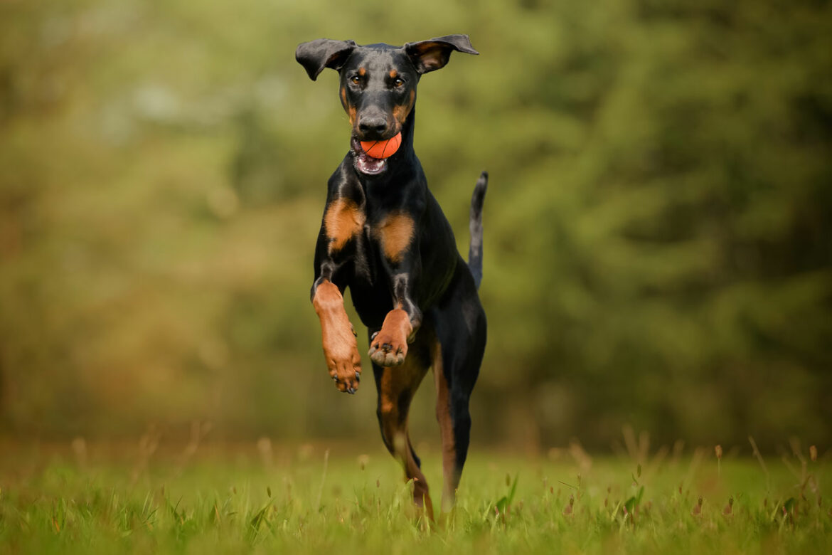 Bild von einem Dobermann