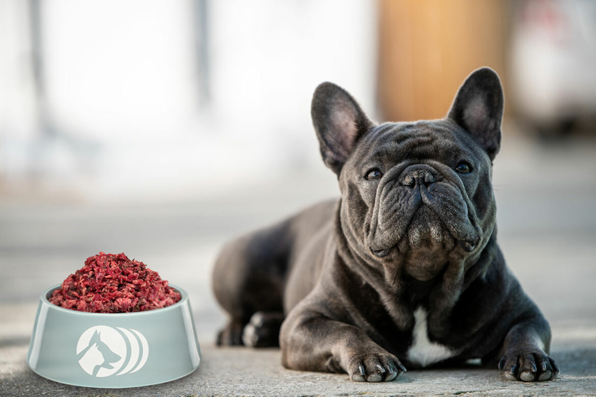 BARF Französische Bulldoggen