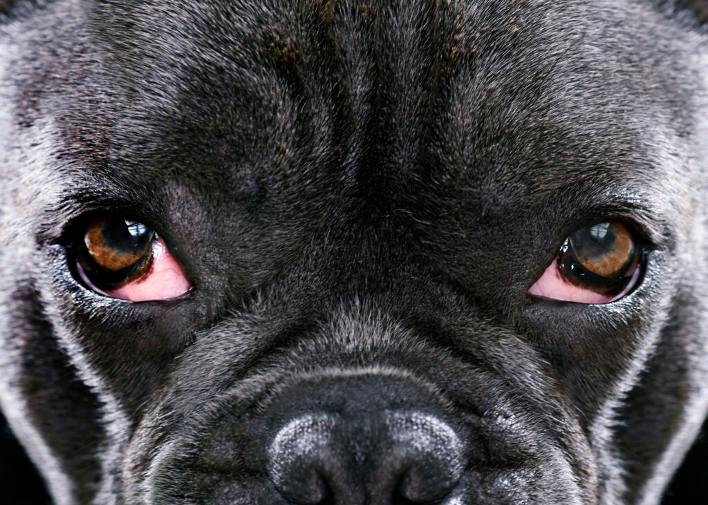 Die Augen des Französische Bulldoggen