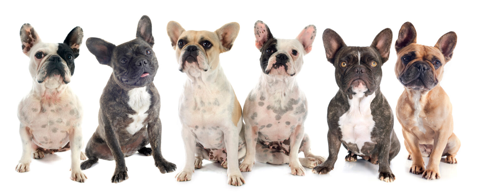 Farben Von Franzosischen Bulldoggen