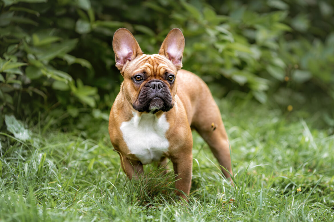 Französische Bulldogge Französische Bulldogge