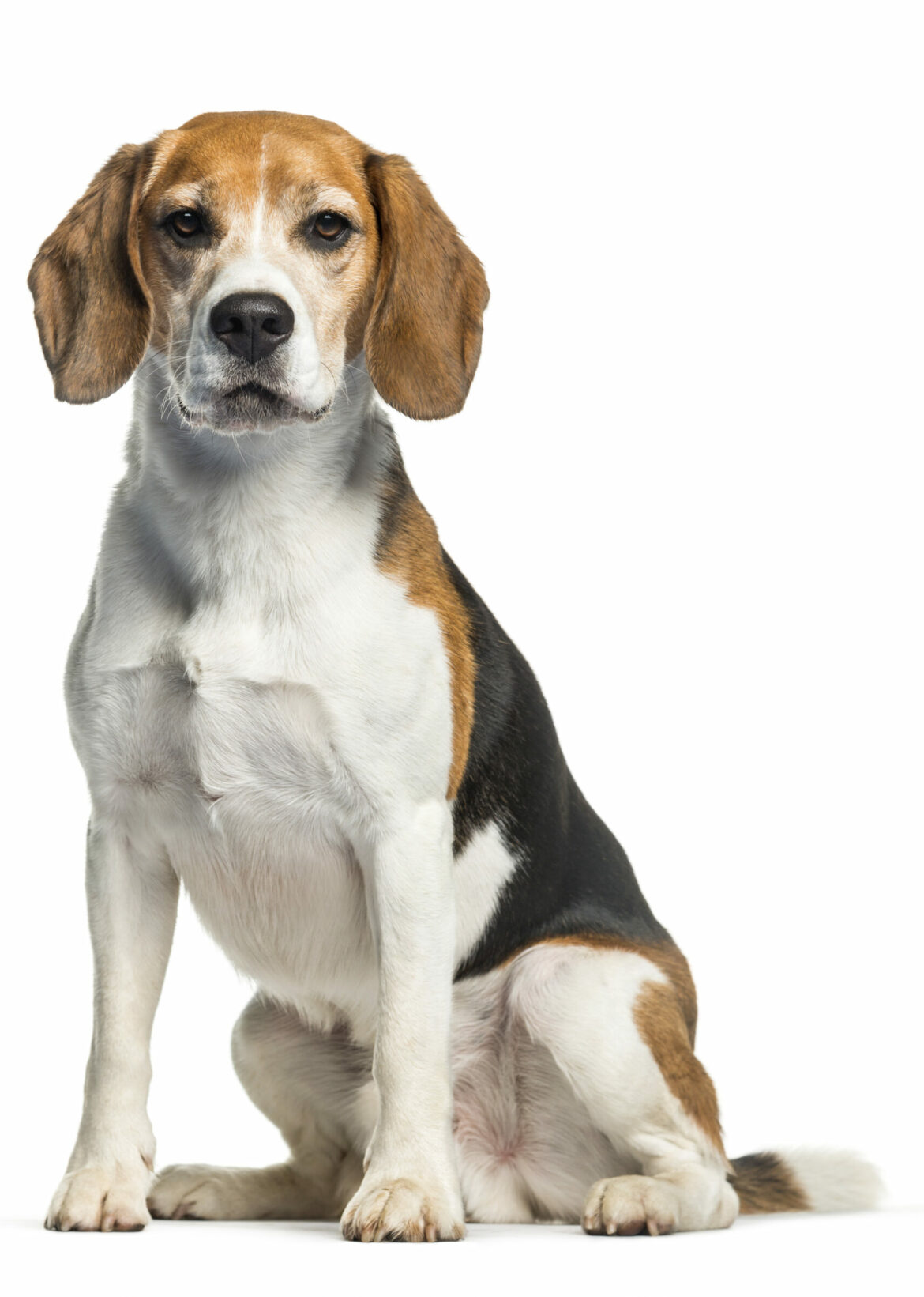 Beagle : Beagle Haltung | Beagle Gesellschaft Deutschland e.V. Info ...