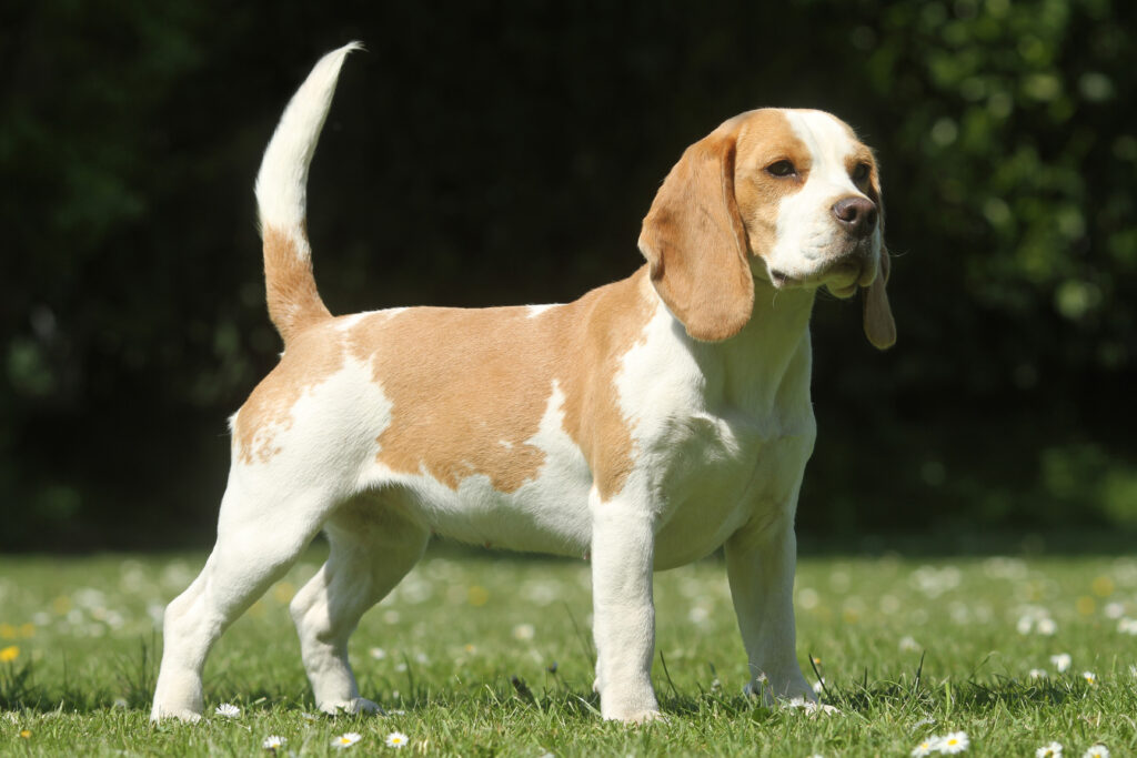 Beagle zweifarbig