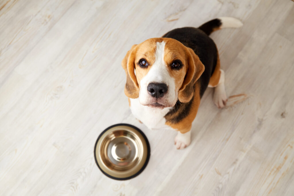 Beagle Ernährung Napf