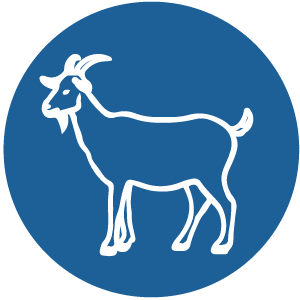 Ziege