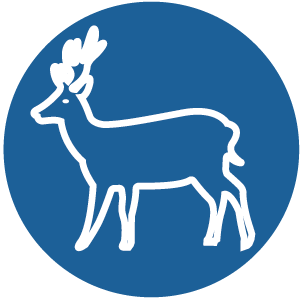 Hirsch