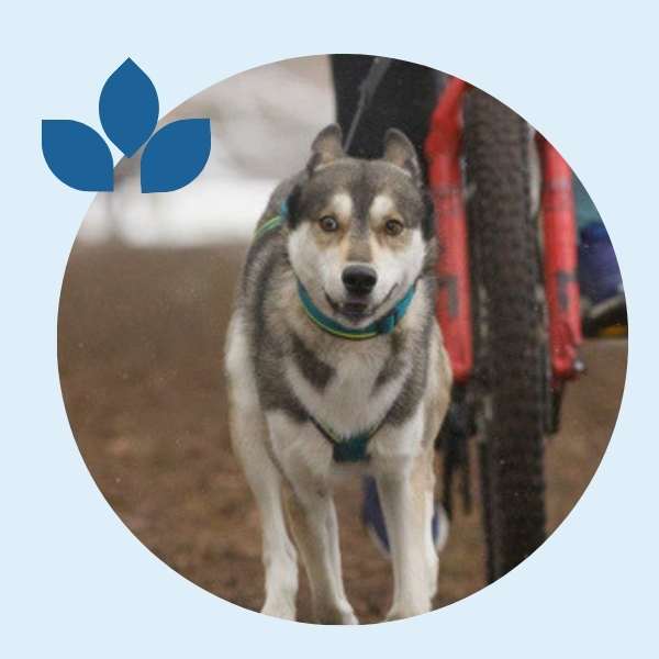 Magic, Siberian Husky