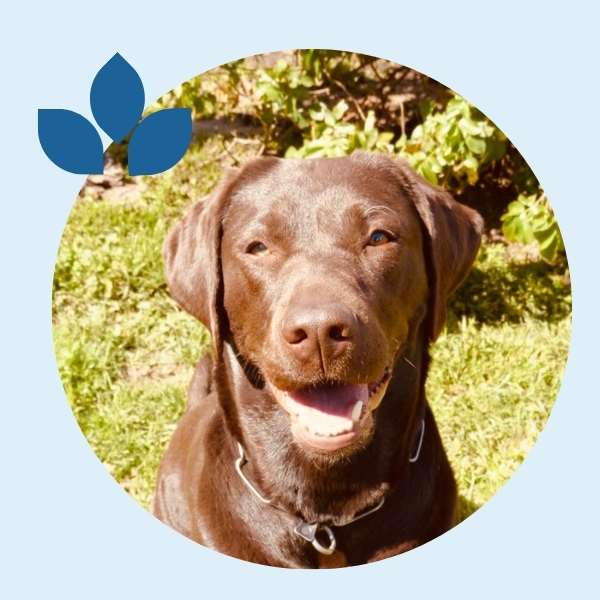 Marly, Labradorhündin