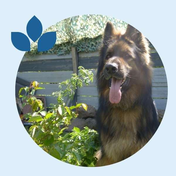 Cooper, Deutscher Schäferhund