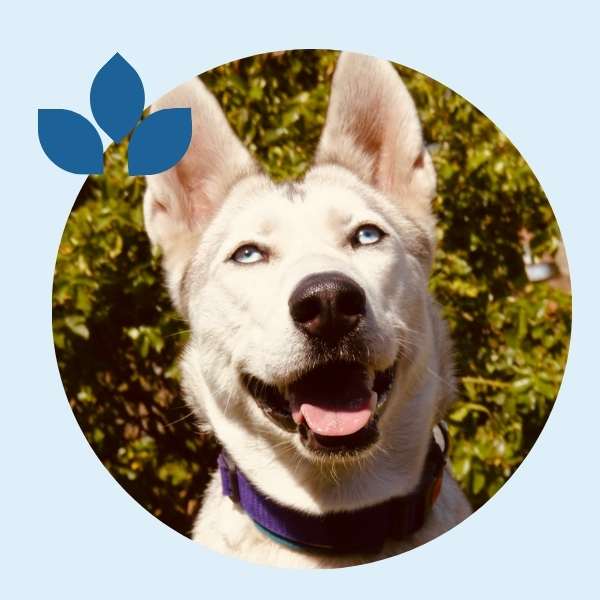 Ayka, Siberian Husky